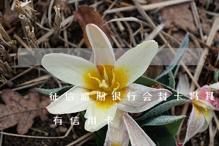 征信逾期银行会封卡吗(其他银行逾期会封所有信用卡)