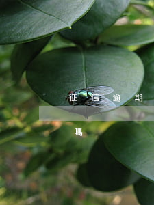 征信逾期黑戶能貸款嗎(征信黑戶能貸款買房嗎)