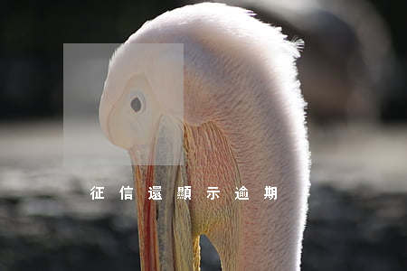 征信還顯示逾期