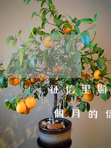 征信里顯示信用卡逾期一個月(征信報告有一個月的信用卡逾期)