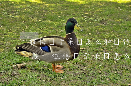 征信顯示呆賬怎么和銀行協(xié)商還款-征信顯示呆賬怎么和銀行協(xié)商還款呢
