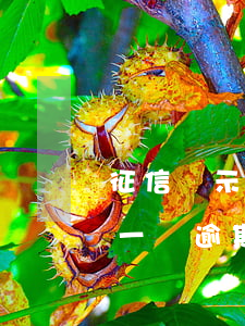 征信顯示有個信用卡逾期了(查征信信用卡有一個逾期可以貸款么)