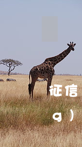 征信顯示逾期后還款(逾期但是已經(jīng)還完會(huì)上征信嗎)