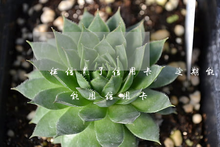 征信黑了信用卡沒逾期能用嗎(征信黑名單了還能用信用卡嗎)