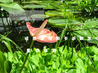 征信黑信用卡逾期怎么借款(征信黑有逾期哪里可以借錢)