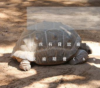 征兵有貸款逾期會(huì)要嗎(征兵有貸款逾期會(huì)要嗎)