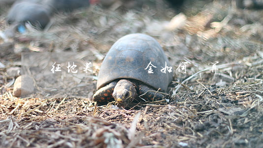 征地果樹賠償金如何計算