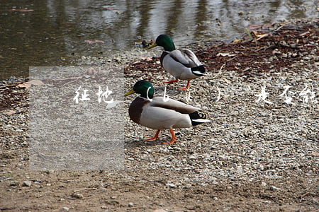 征地補(bǔ)償是否能分期支付