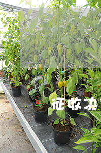 征收决定被撤销是否应再次做出征收决定