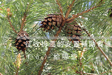 征收拆遷的安置補助費,應(yīng)發(fā)給哪些人