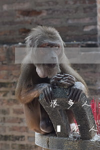 很多人欠網(wǎng)貸平臺的錢不還(有沒有人欠網(wǎng)貸不還的)