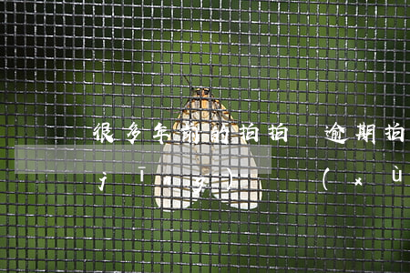 很多年前的拍拍貸逾期(拍拍貸有逾期已經(jīng)陸續(xù)在解決了,還會(huì)被起訴嗎)