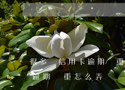 很多張信用卡逾期嚴重怎么弄 很多張信用卡逾期嚴重怎么弄
