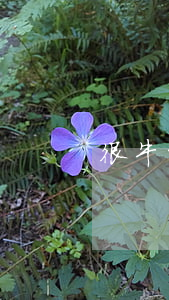 很牛的律师怎么称呼(律师怎么称呼)