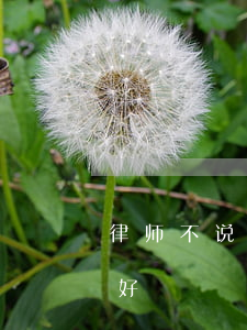 律师不说假话怎么赢(跟律师说真相还是隐瞒好)