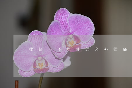 律师不还原件怎么办(律师把原件丢了怎么办)