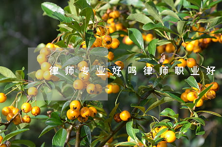 律师专业好吗(律师职业好吗)
