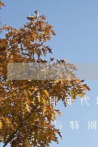 律师代理和委托有什么区别(律师的一般代理与特别代理的区别)