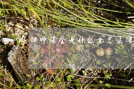 律师保全是什么意思(法律上保全什么意思)