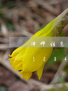 律师信息平台12348(免费律师咨询在线12348网址)