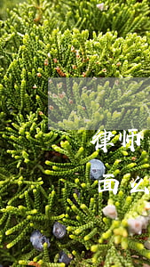 律师出招不离婚(请律师离婚可自己可以不出面么)