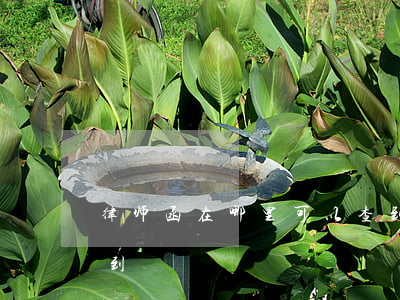 律师函在哪里可以查到(律师函在哪里可以查到)