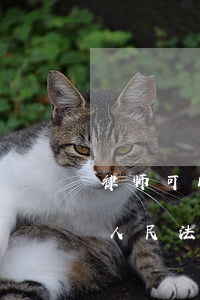 律师可以到法院调取调解书吗(律师可以申请人民法院调取证据吗)