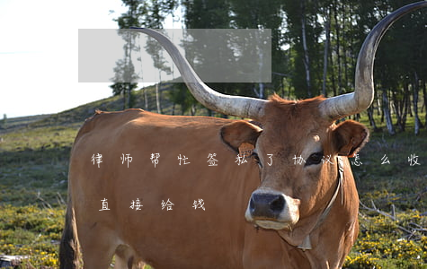 律师帮忙签私了协议怎么收费(私了没签协议直接给钱)
