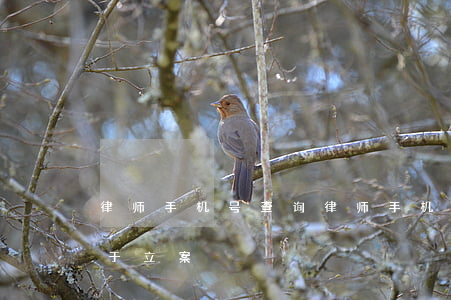 律师手机号查询(律师手机号查询身份信息用于立案)