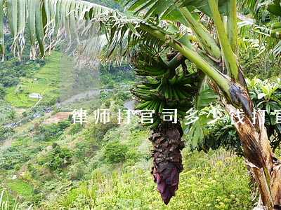 律师打官司多少钱(打官司律师的费用是多少)