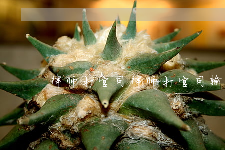 律师打官司(律师打官司输了对律师有影响吗)