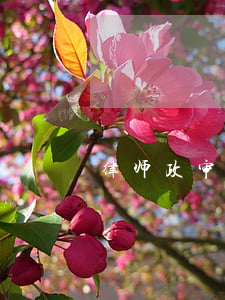 律师政审父母吗(做律师是政审父母和本人吗)