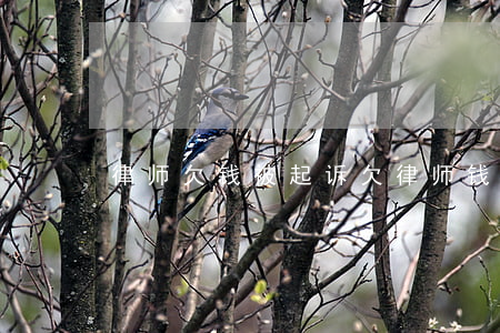 律师欠钱被起诉(欠律师钱会怎样)
