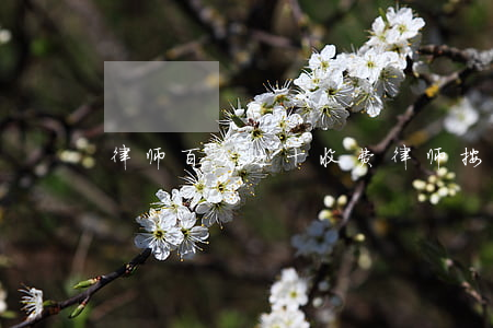律师百分之十收费(律师按百分之多少收费)