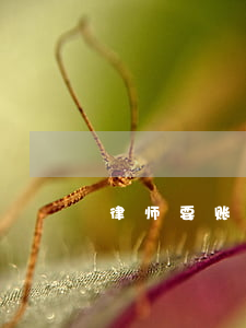 律师要账怎么收费(律师要帐怎么收费)