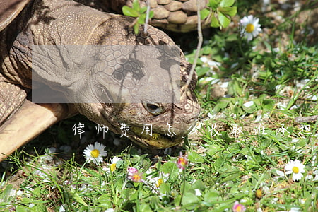 律师费用怎么收取谁承担(律师费用谁付)