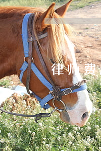律师费胜诉后由谁出