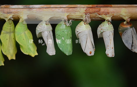 律师费能退吗
