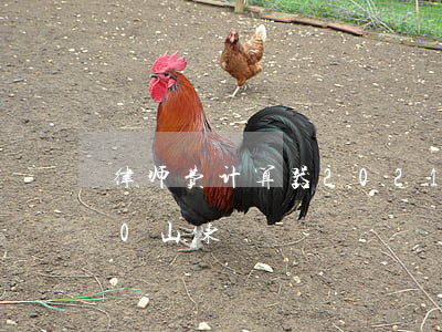 律师费计算器2021(律师费计算器2020山东)