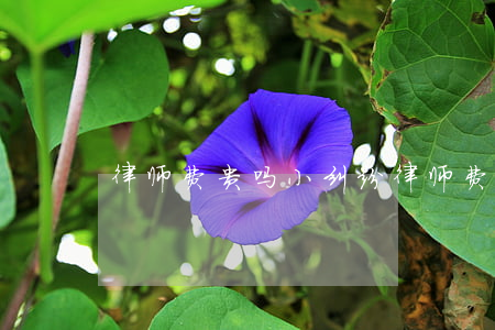 律师费贵吗 小纠纷(律师费很贵吗)