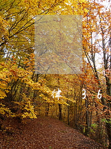 律師365app下載 律師365app下載