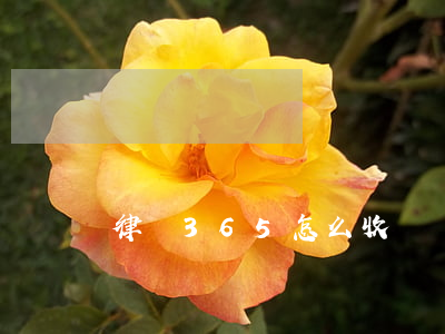 律師365怎么收費