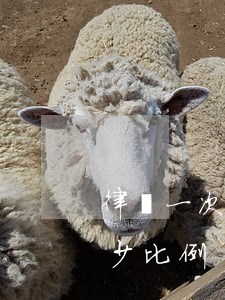 律師一次能代理多少人(一般律師代理費是多少比例)