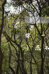 律師一般授權(quán)委托書(shū)范本(請(qǐng)律師授權(quán)書(shū)委托應(yīng)該誰(shuí)簽字)