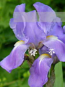 律師不盡責怎么辦(律師不盡責包括哪些)