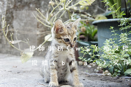 律師事務(wù)所投標(biāo)(律所投標(biāo)文件)