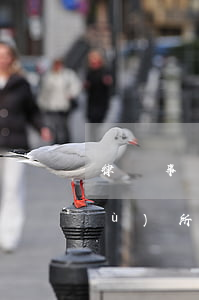 律師事務(wù)所有雙休嗎(律師事務(wù)所周六日休息嗎)