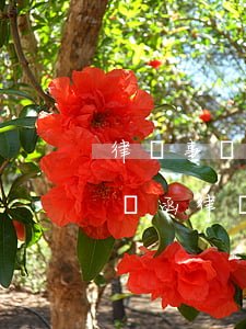 律師事務(wù)所發(fā)來的電子律師函(律師事務(wù)所公函)