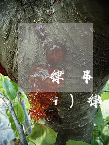 律師事務(wù)所立遺囑怎么收費(fèi)(律師事務(wù)所執(zhí)行遺囑收費(fèi))