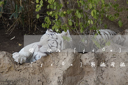 律師介入監(jiān)察程序司法解釋(監(jiān)察法司法解釋)